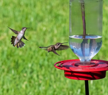 Téléchargez les photos : Deux colibris juvéniles à gorge rubis s'approchent de la mangeoire - en image libre de droit
