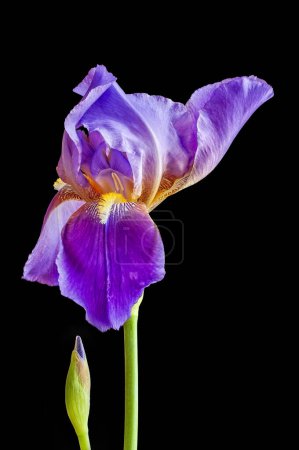 Téléchargez les photos : Iris barbu violet et ampoule - en image libre de droit