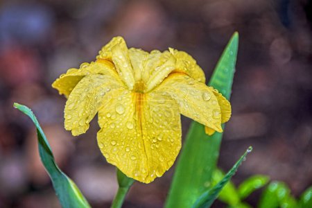 Louisiana Iris with Water on Petals