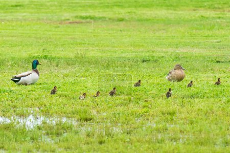 Mallard Drake and Hen with Brood in Grass