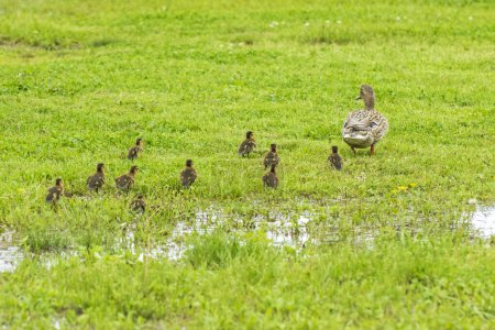 Mallard Ducklings Following Hen from Small Pool of Water