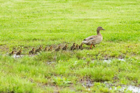 Photo for Mallard Hen Leading Ducklings Out of a Wet Area - Royalty Free Image