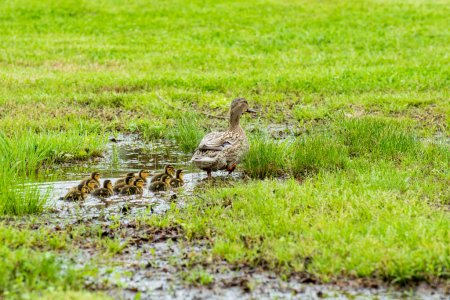 Mallard Ducklings Following Mom Through a Shallow Pool of Water