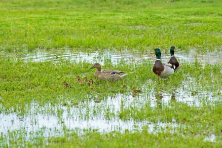Mallard Hen with Brood and Two Drakes