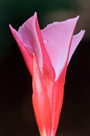 Rosa Mandevilla-Knospe und teilweise geöffnete Blüte