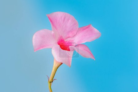 Einzelne rosa Mandevilla-Blüte