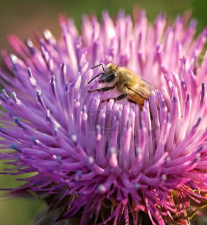 Bee in Texas Thistle