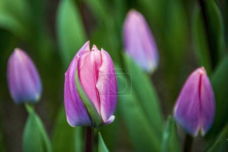 Quartet of Tulip Blossoms in Shades of Purple, Pink and White