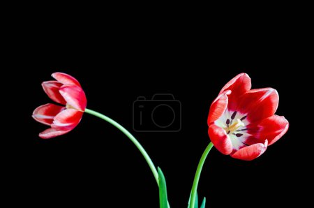 Red and White Tulip Blooms Paired