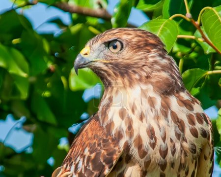 Red Shouldered Hawk with Beak Closed