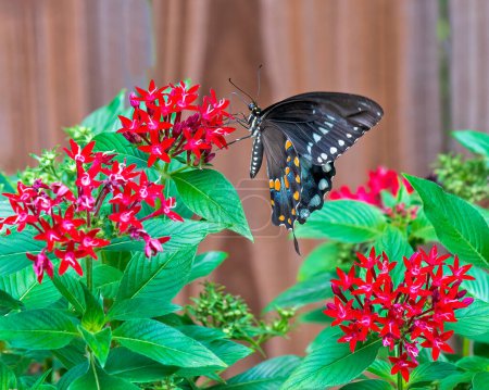 Épice Swallowtail papillon se nourrissant de fleurs de Penta rouge