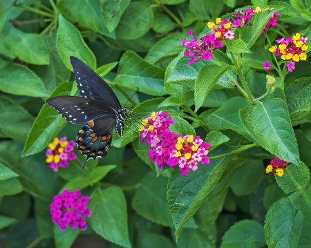 Spicebush Swallowtail Butterfly Feeding on Colorful Lantana Bloo