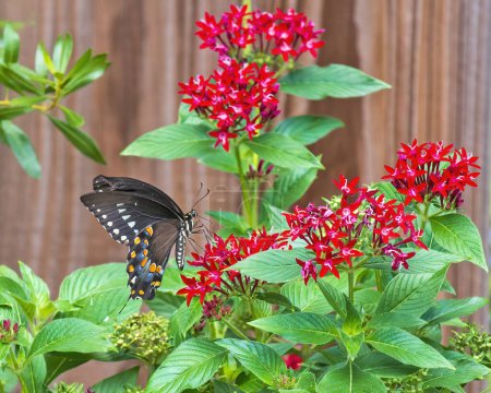 Spicebush Swallowtail Butterfly on Red Penta Flowers