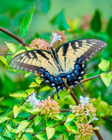 Tiger Swallowtail papillon se nourrissant sur Abelia Plant
