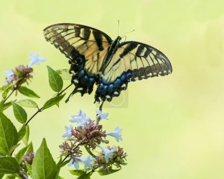 Tigre cola de golondrina mariposa alimentación en flor de Abelia