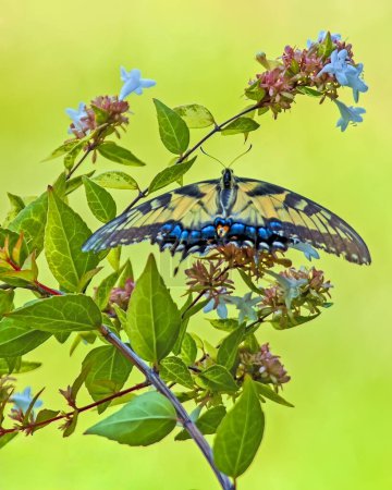 Tiger Swallowtail Mariposa con alas extendidas