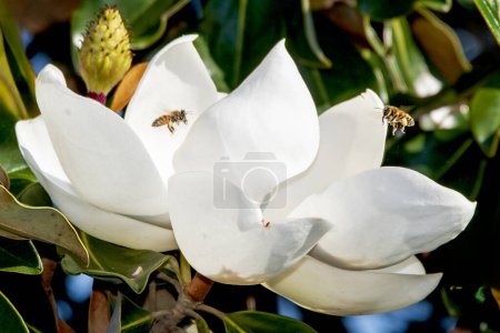 Magnolia florece con dos abejas melíferas