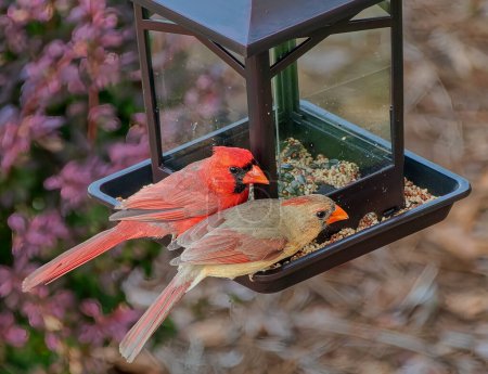 Northern Cardinal Pair on Bird Feeder