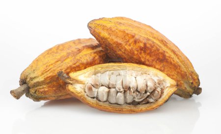Cocoa fruits or Cacao fruits isolated on white background