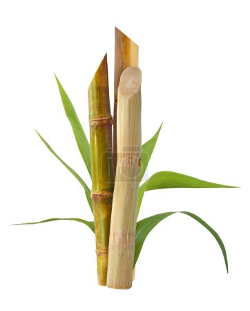 Sugarcane with leaf isolatedon white background