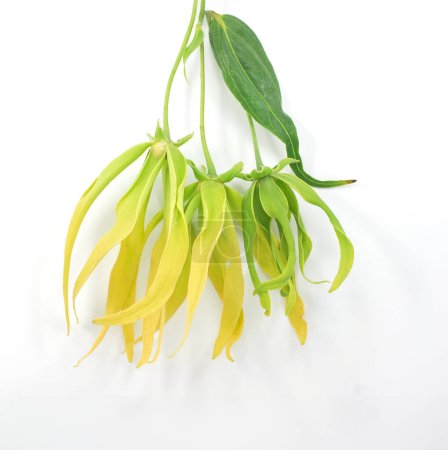 Ylang Flor de Ylang aislada sobre fondo blanco
