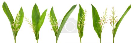 Foto de Galanga planta aislada sobre fondo blanco - Imagen libre de derechos