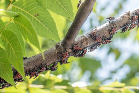 Close-up of Lanternfly red nymph stage, on sumac tree branch in Berks County, Pennsylvania.