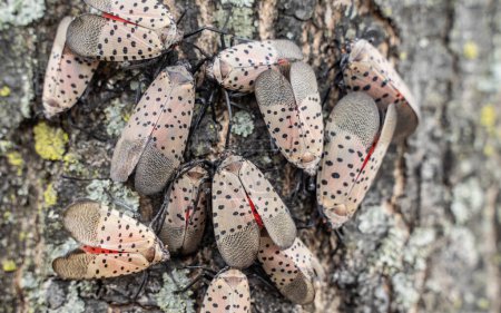 Photo for Spotted Lanternflies were first found in Berks County, Pennsylvania in 2014 and has spread to surrounding states. - Royalty Free Image