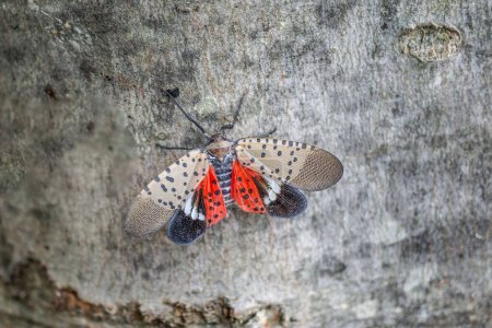 Spotted Lanternfly (Lycorma delicatula) on maple tree. The first confirmed presence of the lanternfly was in September 2014 in Berks County, Pennsylvania