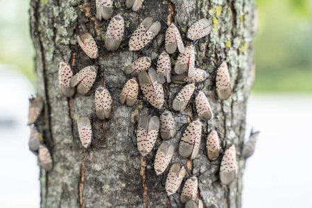 Lanternflies in Berks County, Pennsylvania. invasive planthopper native to Asia first discovered in PA in Berks County in 2014.