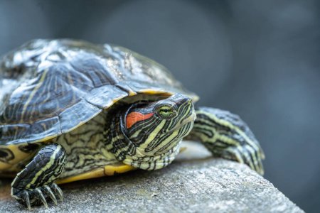 Téléchargez les photos : Gros plan de Red Eared Slider Turtle (trachemys script elegans), se bronzant par une chaude journée d'automne. - en image libre de droit