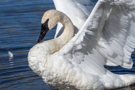 Photo for Trumpeter Swan (Cygnus buccinator) swims in Swan  in Yellowstone National Park. Trumpter Swans are North Americas largest waterfowl. - Royalty Free Image