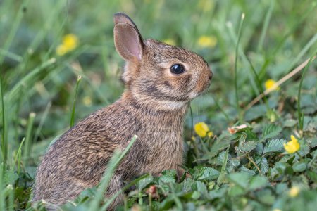 Spring Eastern Cottontail baby bunny hops out of its nest for the first time to explore green grass in backyard.