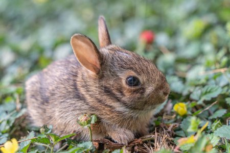 Spring Eastern Cottontail baby bunny hops out of its nest for the first time to explore green grass in backyard.