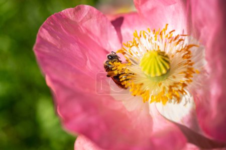 Close-up of honeybee Apis as it gathers pollen on a pink poppy flower.