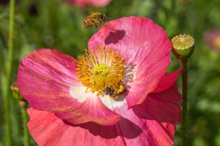 Close-up of honeybee, Apis, as it gathers pollen on a red poppy flower in spring.