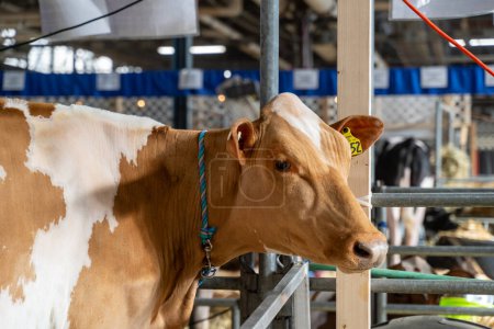 Gros plan de vache laitière en stalle, regarde la caméra au Pennsylvania Farm Show, Harrisburg