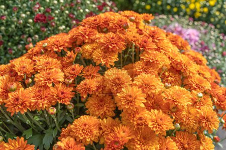 Leuchtend orangefarbene Mamas auf Blütezeit pünktlich zur Herbstferienzeit