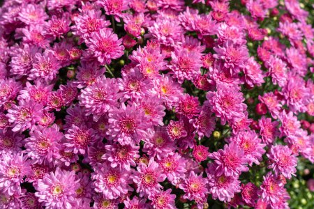 Photo for Fresh Pink Mums at Farmer's Market in Autumn - Royalty Free Image