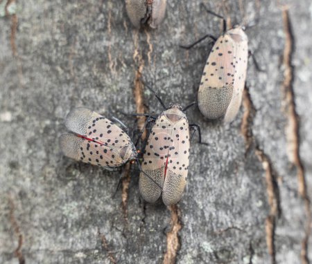 Close-up of Lanternflies in Berks County, Pennsylvania. invasive planthopper native to Asia first discovered in PA in Berks County in 2014.