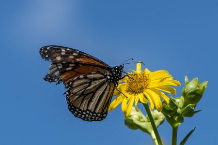 Mariposa monarca destrozada (Danaus plexippus) sobre flor de color amarillo brillante sobre fondo azul del cielo.