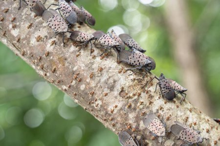 Swarm of Spotted Lanternflies on tree branch in Berks County, Pennsylvania 