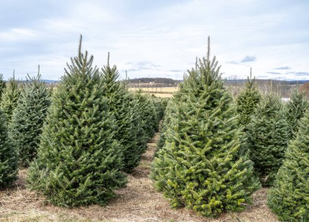 Schöne frische Weihnachtsbäume auf einer Baumfarm im ländlichen Berks County, Pennsylvania 