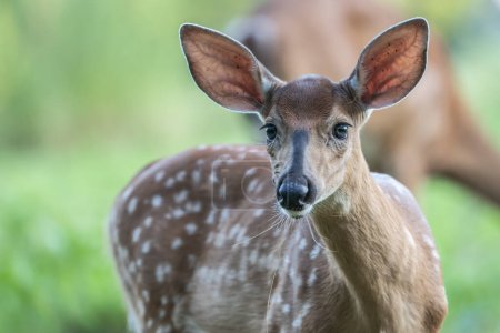 Close-up of white-tailed deer fawn in field in rural Pennsylvania 