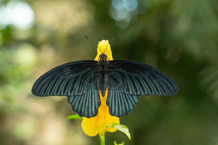 Great Mormon butterfly (Papilion memnon) on a Yellow Flower in butterfly atrium