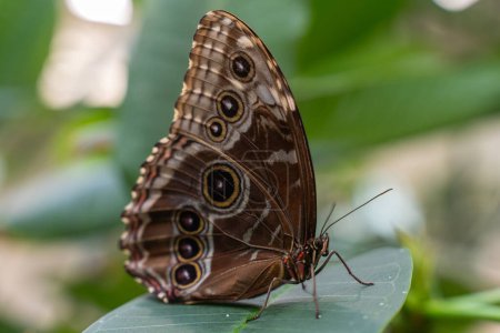 Close-up of beautiful Blue Morpho Butterfly lands on a green leaf in butterfly atrium