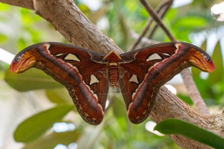 Der Atlasfalter (Attacus atlas) schlüpft und breitet seine Flügel im Atrium des Schmetterlings aus. Die Atlas-Motte ist die zweitgrößte Mottenart der Welt