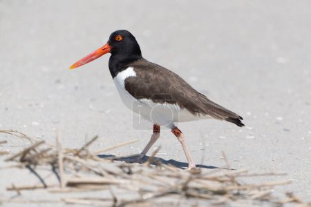 Photo for Close-up of American Oystercatcher with bands on legs walking on protected beach at Cape May Point State Park - Royalty Free Image