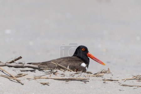 Close-up of American Oystercatcher nesting on beach at Cape May Point State Park