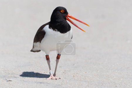 Close-up of American Oystercatcher with bands on legs walking on protected beach at Cape May Point State Park